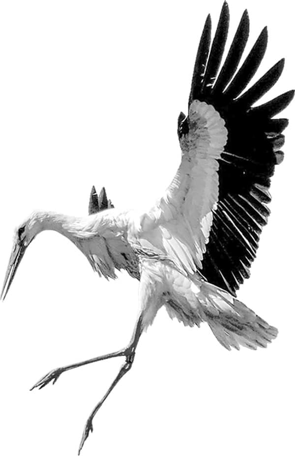 stork