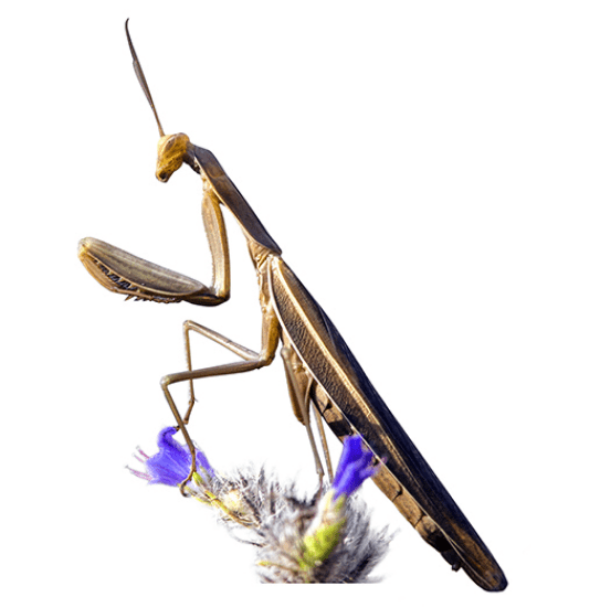 praying-mantis