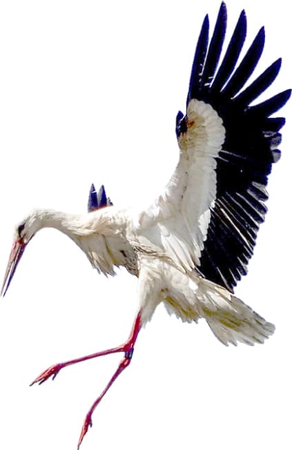 stork